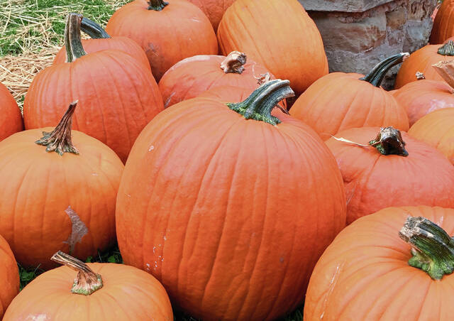 4235596_web1_PumpkinsA