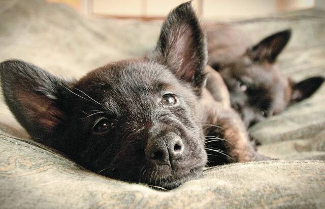 4245321_web1_web-puppy