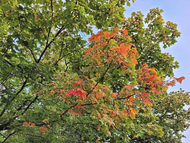 4256666_web1_web-fallleaves