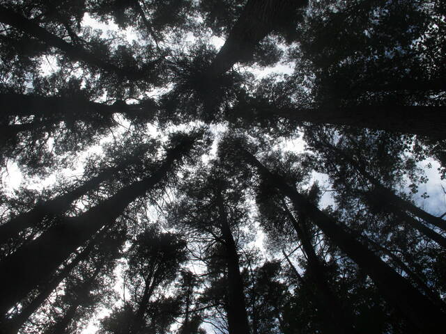 4268203_web1_4268203-25d2331b64934416a9bd3dc26688c81d
