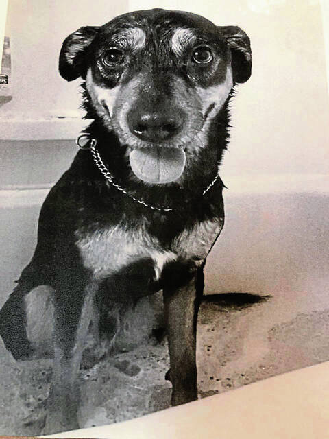 4269660_web1_gtr-DogShotTrial