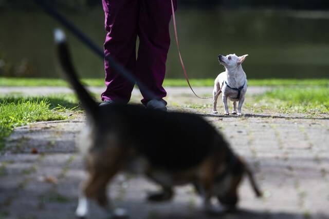 4271502_web1_vnd-DogWalk3-092621