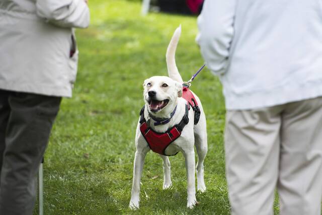 4271502_web1_vnd-DogWalk4-092621