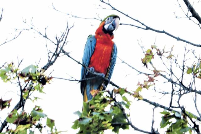 4283306_web1_ptr-EscapedMacaw1-093021