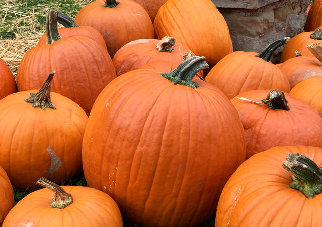 4273724_web1_PumpkinsA