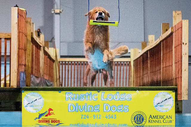 4288509_web1_gtr-divingdogs1-100221