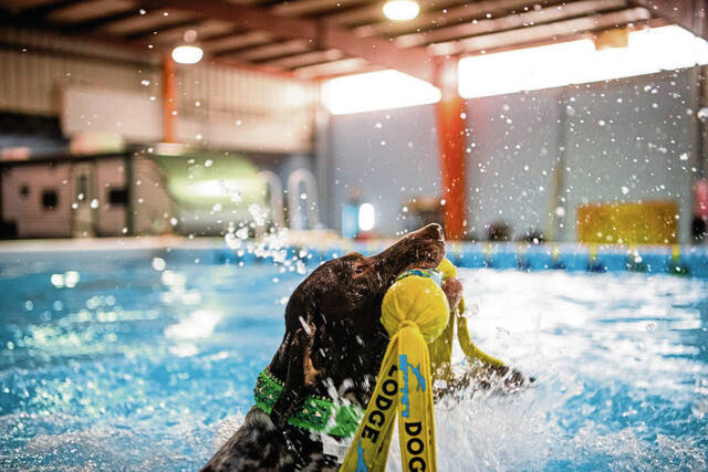4288509_web1_gtr-divingdogs2-100221
