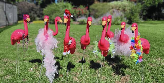 Westmoreland high school notebook: Flamingos ‘flock’ to area for Belle Vernon fundraiser