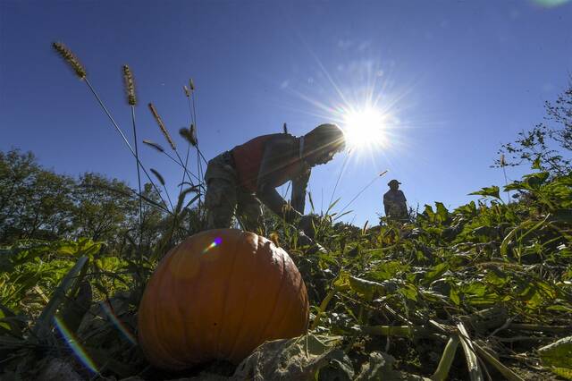 4304112_web1_GTR-LO-SchrammPumpk4-103021 4304112_web1_GTR-LO-SchrammPumpk4-103021