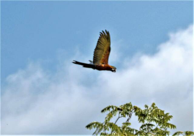 4307373_web1_ptr-EscapedMacaw3-093021