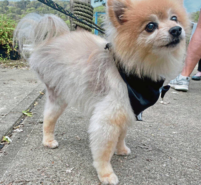 4342706_web1_vnd-DogNurseRescue-101321-5