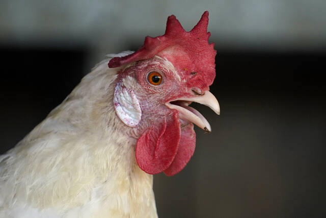 4376229_web1_4376229-c5d684beeff34d138ed54ee67ba227f2