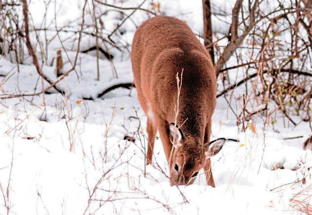 4378985_web1_WEB-deer-in-snow-eating