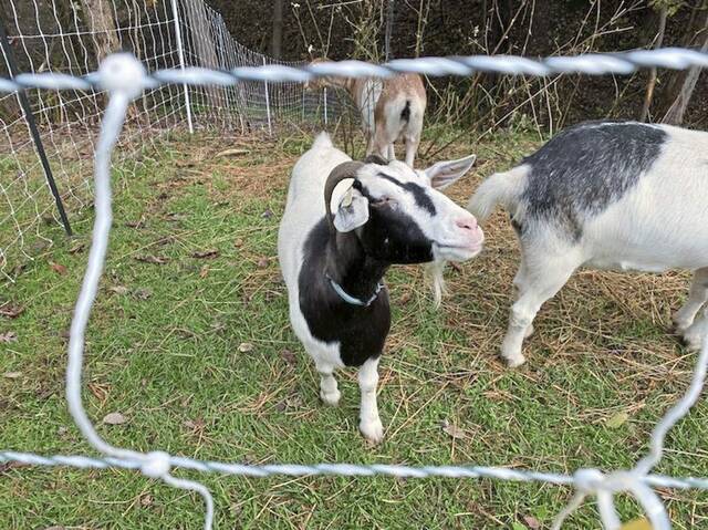 4382082_web1_sew-goats-9