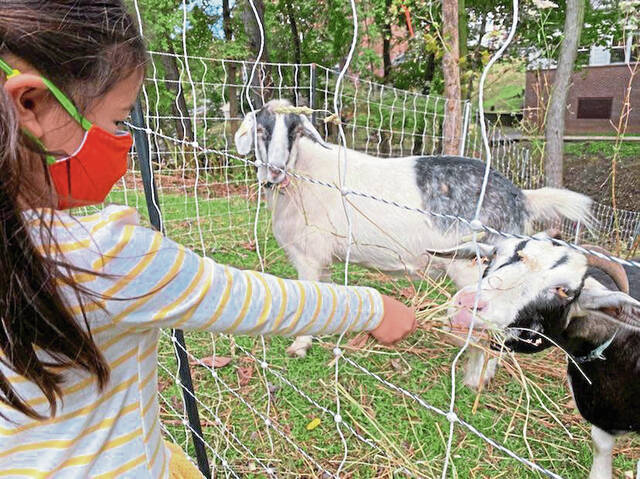 4382082_web1_SEW-Goats