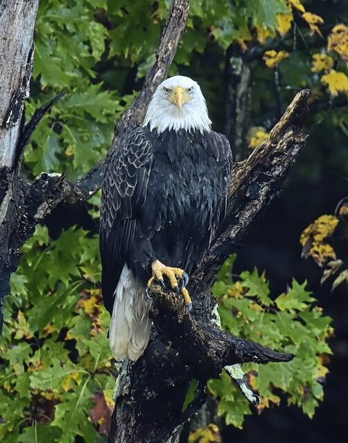 4396188_web1_vnd-NPbaldEaglesSTAR-103021