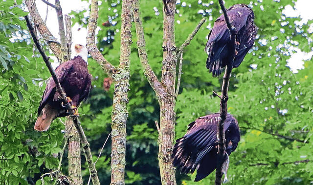 4404554_web1_vnd-eaglenests1-070619