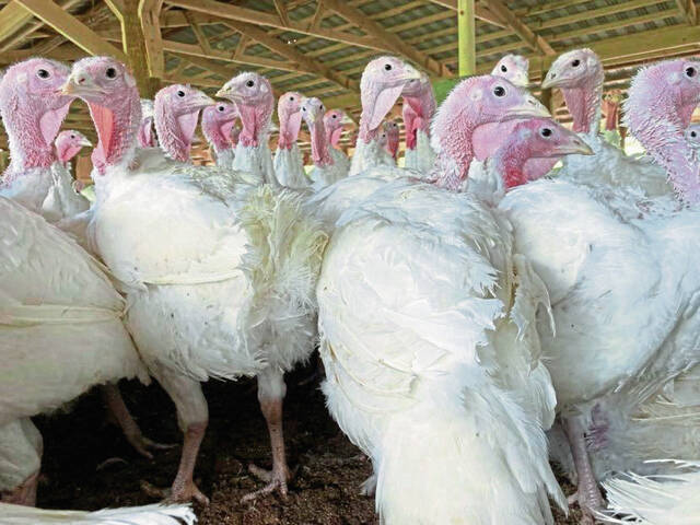 4421349_web1_vnd-turkey-3