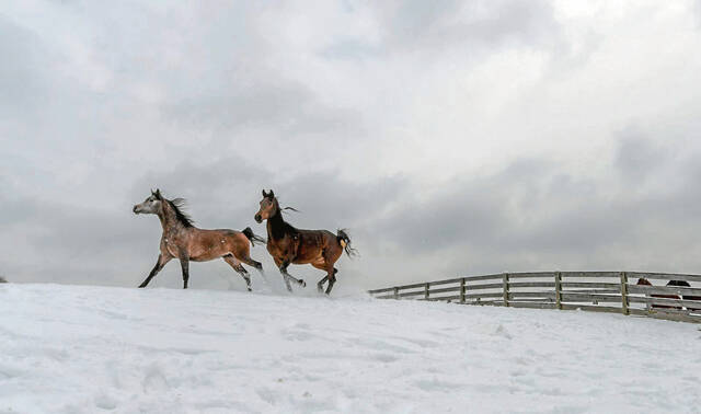 4422438_web1_VND-LO-ArabianFrolic-a-021021
