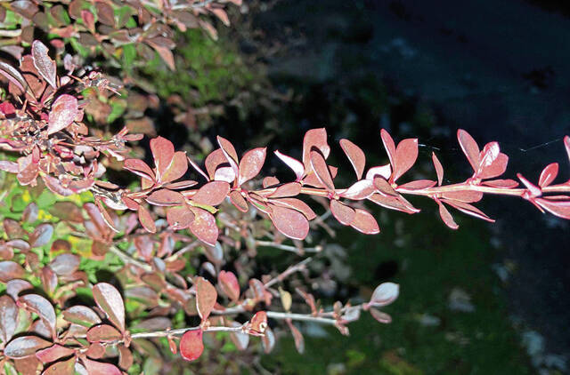 4457435_web1_gtr-barberry1-111321