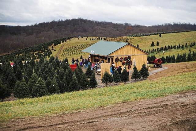 4486383_web1_PTR-LiveChristmasTree-Flemings