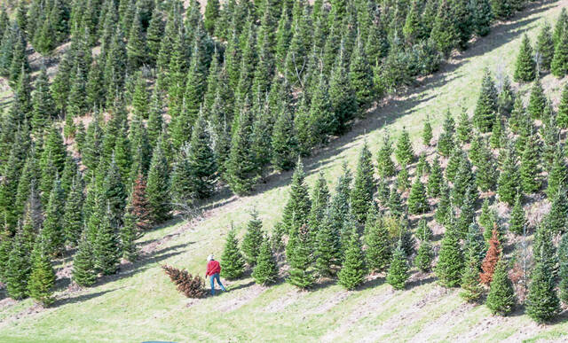 4486383_web1_ptr-livechristmastreesindiana2-112521