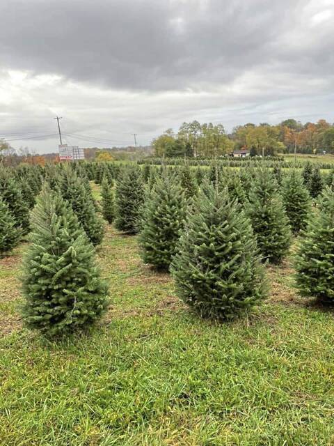 4486383_web1_PTR-LiveChristmastree-Flemings-1