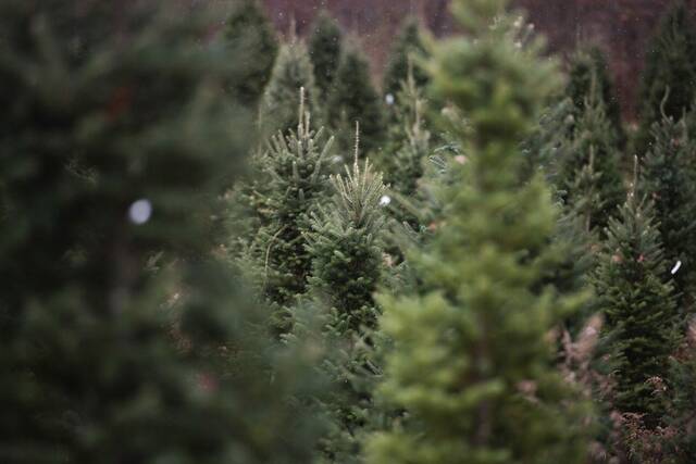 4486383_web1_ptr-christmastreefarms3-112821