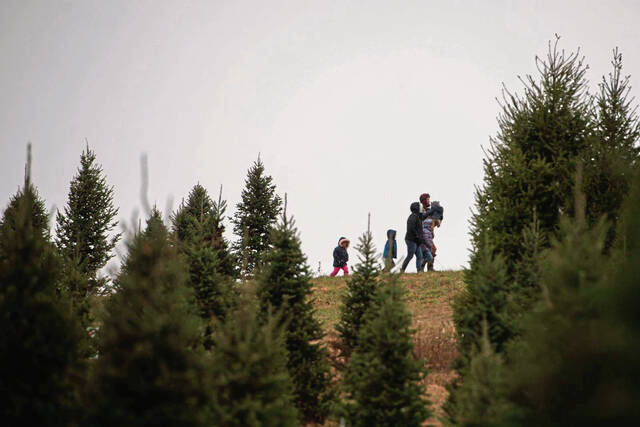 4486383_web1_ptr-christmastreefarms4-112821