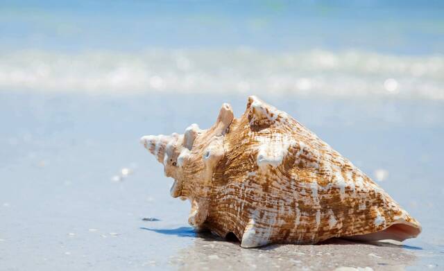 4517996_web1_web-shellbeach