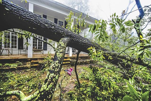 4547125_web1_WEB-tree-down-downed-tree