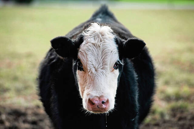 4557523_web1_vnd-meatPrices2-3-122021