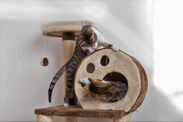 4565069_web1_gtr-obesepets-mc-122621