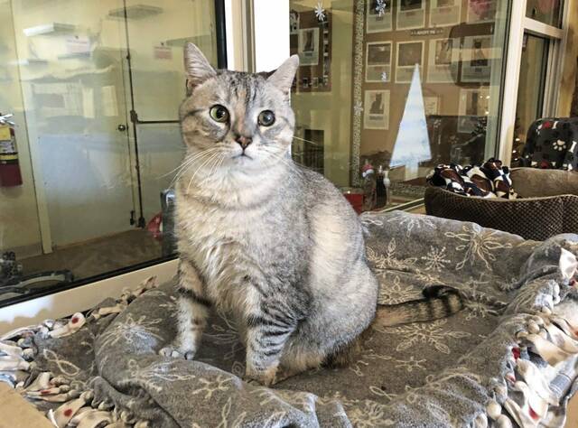 4565069_web1_gtr-obesepets2-122621