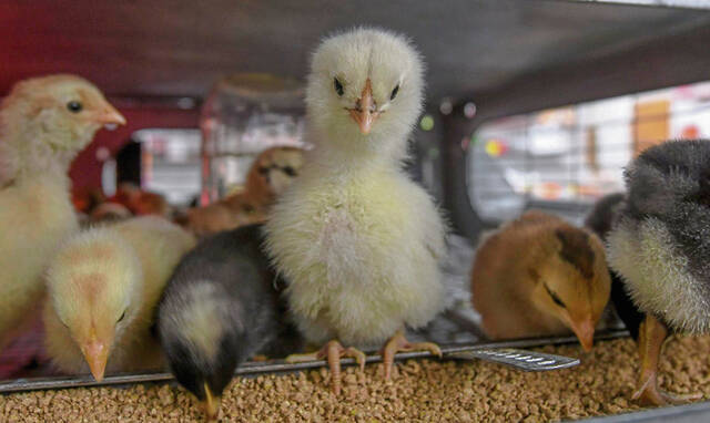 4570189_web1_gtr-chickshortage200b-040421