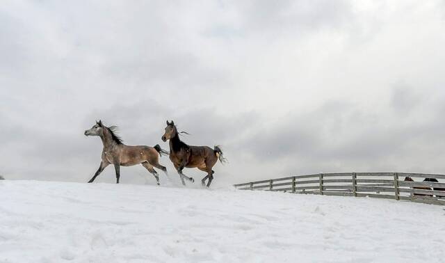 4570189_web1_vnd-lo-arabianfrolic-a-021021