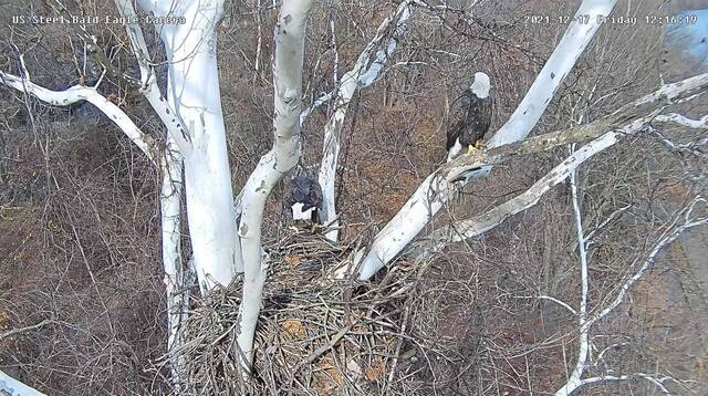 4574633_web1_vnd-MillEagleCam2-122221