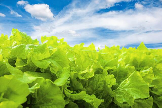 4578498_web1_web-lettuceleaves