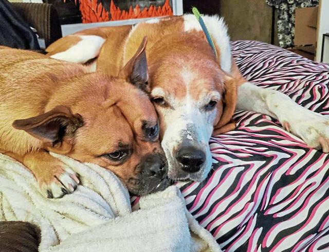 4578325_web1_gtr-SeniorDogs5-122321