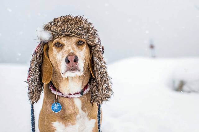 4633036_web1_web-dogwinter