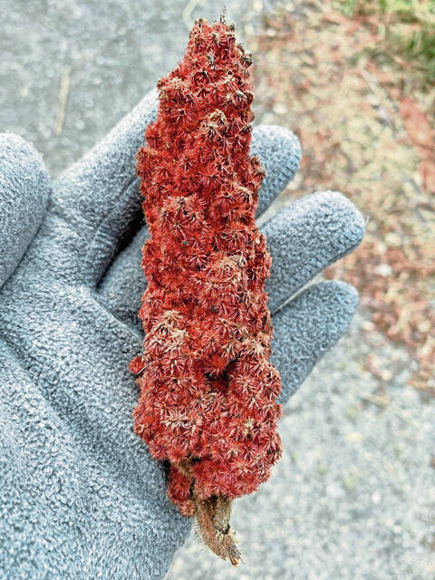 4644884_web1_gtr-weedwalk5