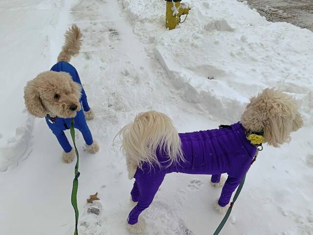 4655107_web1_pal-SnowDay1-011722 4655107_web1_pal-SnowDay1-011722