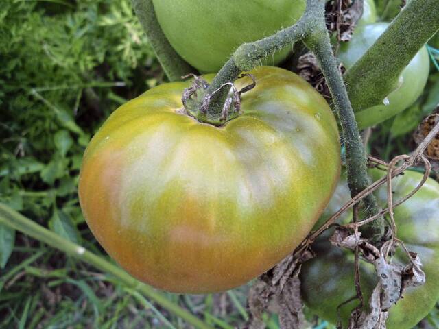 4666368_web1_gtr-seedswap-012122