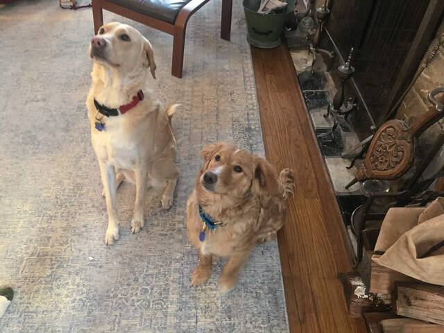 4685974_web1_HER-FCpuppyBowl3-020322