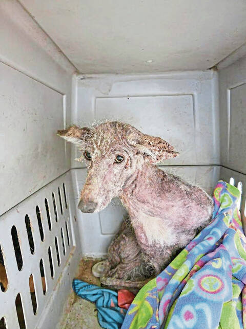 4687164_web1_gtr-dogcoyoteescape6-012822