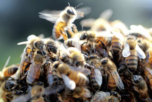 4731088_web1_web-beesA