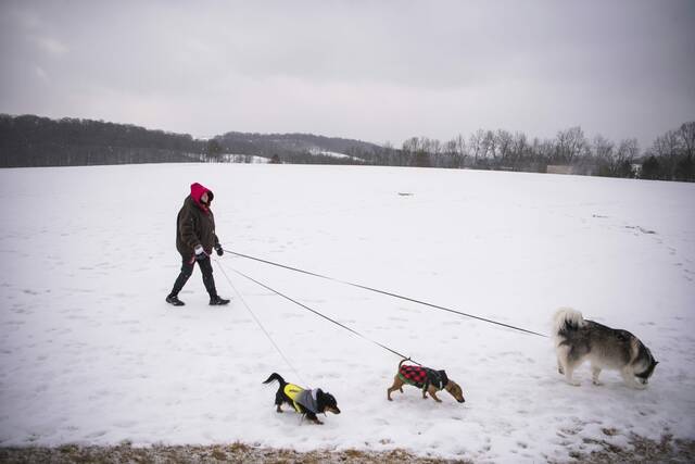 4750570_web1_gtr-lo-snowdogs-1-020922