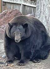 4771778_web1_vnd-TankBear-022222