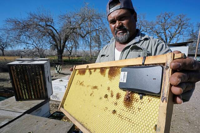 4774204_web1_ptr-beehivethefts-001-022322