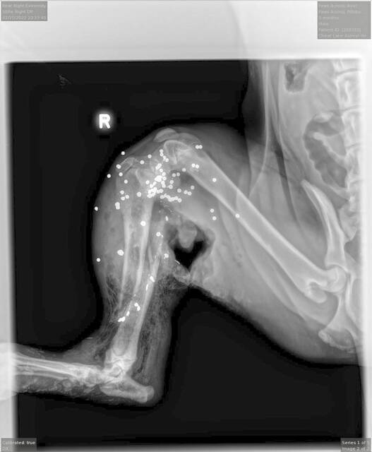 4771752_web1_vnd-paws-022322--1-